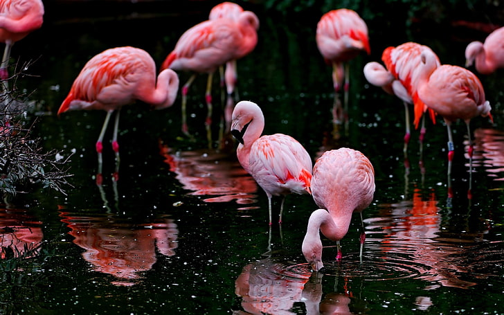 animals, nature, ripples, flamingos, birds, depth of field, water, HD wallpaper
