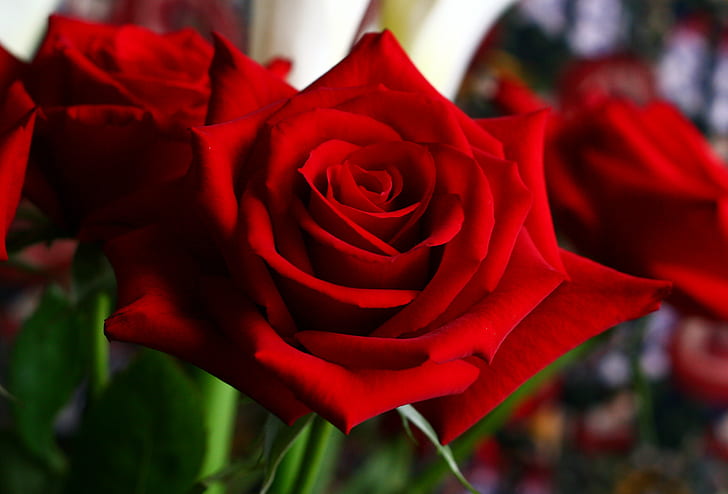 płytka fotografia czerwonych kwiatów, róży, róży, płytkiej ostrości, fotografii, czerwony, kwiaty, róże, róża - kwiat, płatek, kwiat, natura, miłość, romans, zbliżenie, bukiet, prezent, roślina, Tapety HD