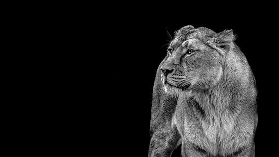Afrika, Tierwelt, Schwarzer Hintergrund, Schwarz und Weiß, Katze, Grokartze, Isoliert, Kenia, Löwe, Löwe Frauen, Löwin, Raubtier, Wild, Wildkatze, HD-Hintergrundbild HD wallpaper