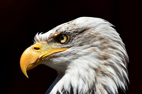 white bald eagle, bald eagle, eagle, beak, predator, bird, HD wallpaper HD wallpaper