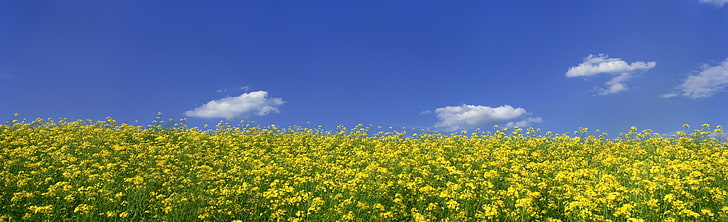 Mustard Flower Field 1, bed of yellow petaled flowers, Nature, Landscape, Flower, Field, Mustard, HD wallpaper