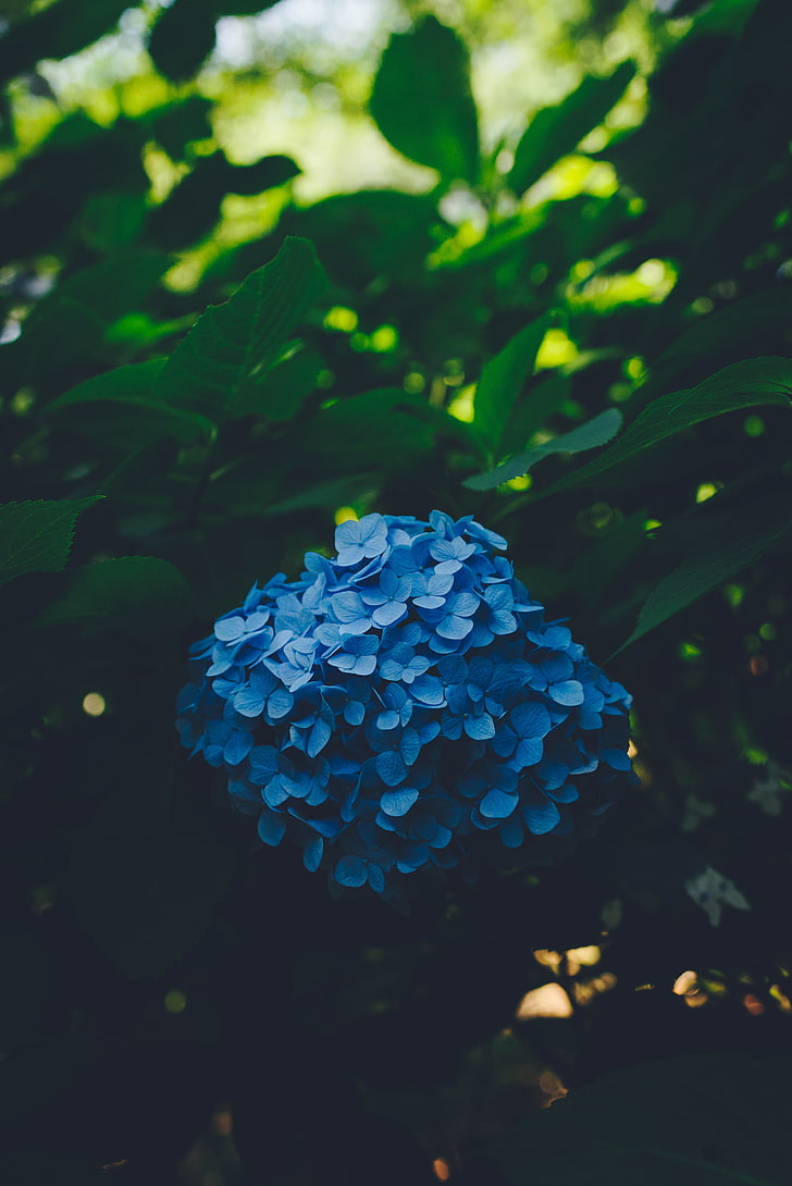 Fiore di ortensia blu, ortensia, blu, infiorescenza, foglie, cespuglio, sfocatura, Sfondo HD, sfondo telefono