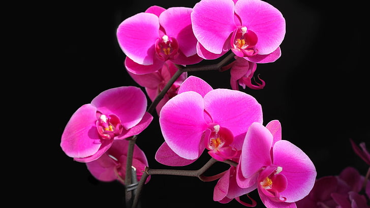 fleurs d'orchidée roses, orchidée, fleur, tige, brillant, Fond d'écran HD