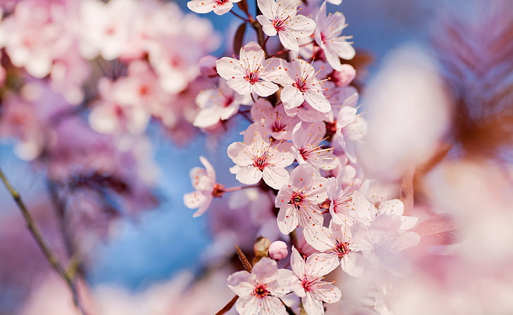 Cherry Blossom HD Wallpaper, bunga sakura merah muda, Musim, Musim semi, musim semi, bunga musim semi, bunga sakura, Wallpaper HD