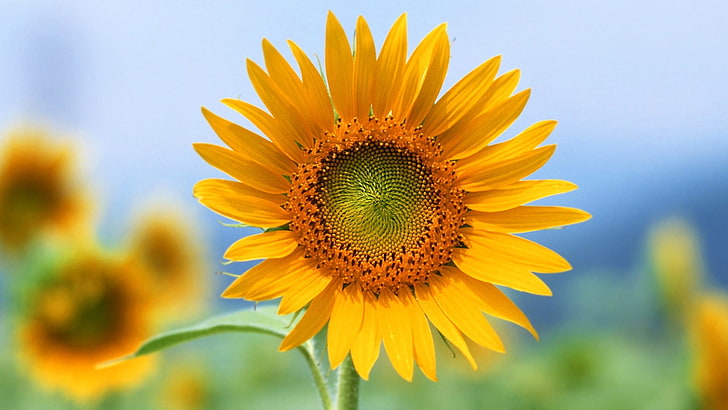 selektiv fokusering av solrosväxt, blommor, solrosor, gula blommor, natur, HD tapet