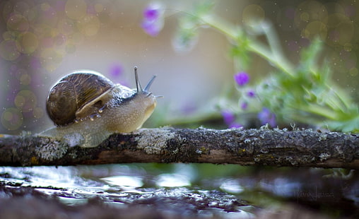 animals, snail, macro, HD wallpaper HD wallpaper