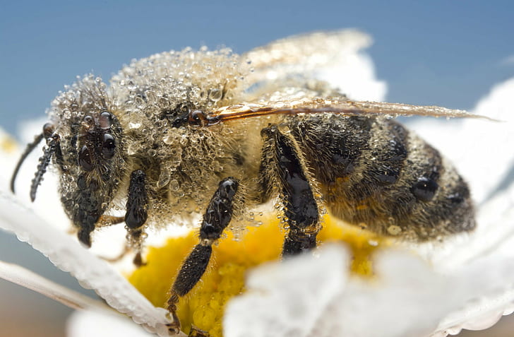 фотография отблизо на жълта и черна пчела върху бяло оцветено цвете, apis mellifera, apis mellifera, Apis mellifera, снимка отблизо, жълто, черно, пчела, бяло, цвете, природа, фотография, снимки, роялти, изображение, картина, насекомо, макро фотография, европейска медоносна пчела, западна медена пчела, пчела, природа, макро, близък план, мед, животно, цветен прашец, HD тапет