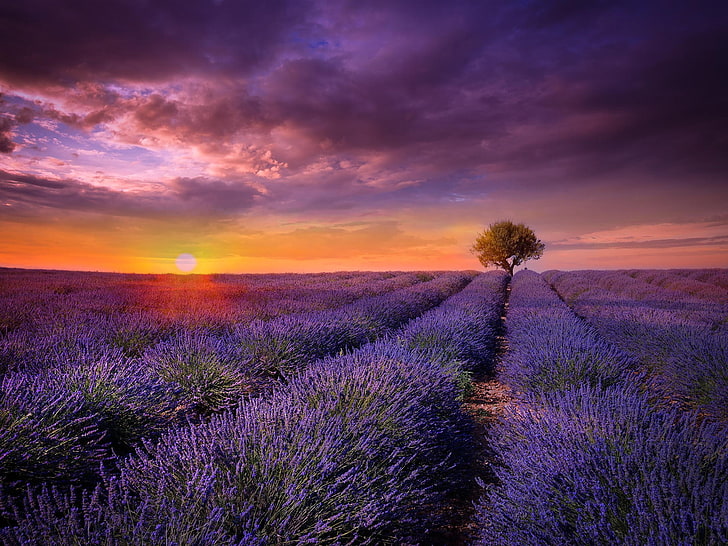 Tapeta HD Sunset Over Lavender-Scenery, pole kwiatów lawendy podczas dziennej fotografii przyrodniczej, Tapety HD