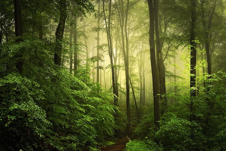 greens, forest, fog, photo, HD wallpaper
