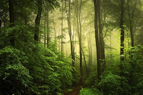 verdes, floresta, nevoeiro, foto, HD papel de parede HD wallpaper
