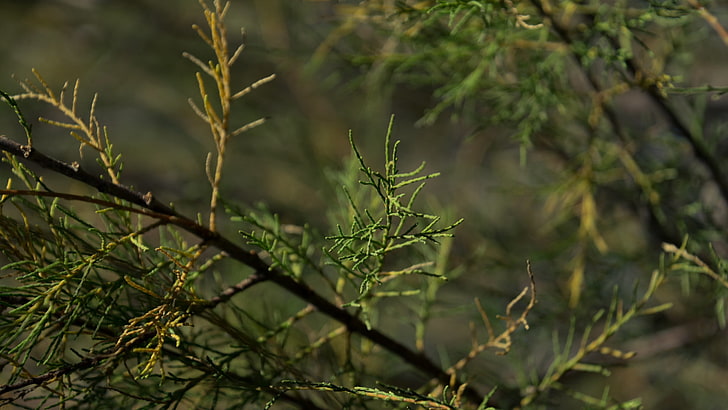 Natur, Zweig, HD-Hintergrundbild