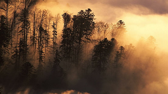 الغابة ، صورة ظلية لشجرة ، 1600 × 900، خلفية HD HD wallpaper