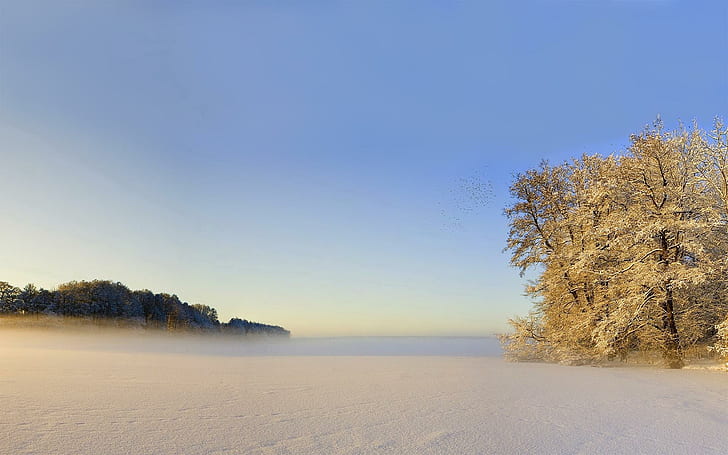 Foggy winter morning, white beach sand, nature, 1920x1200, snow, winter, tree, field, HD wallpaper