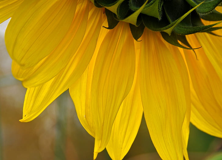 close up photography of yellow petaled flower, DSC, Sunshine Day, close up photography, yellow, flower, Nova Scotia, Canada, D300, VR, Halifax, sunflower, I am Canadian, nature, plant, close-up, petal, summer, HD wallpaper