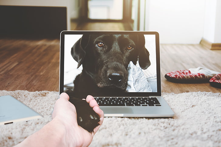 hands animals electronic dog indoors mac book computer laptop keyboards, HD wallpaper