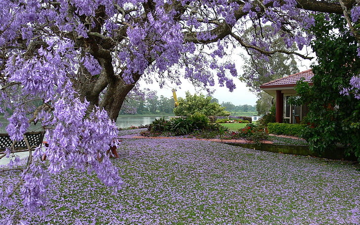 фиолетовое дерево, трава, деревья, весна, здание, HD обои