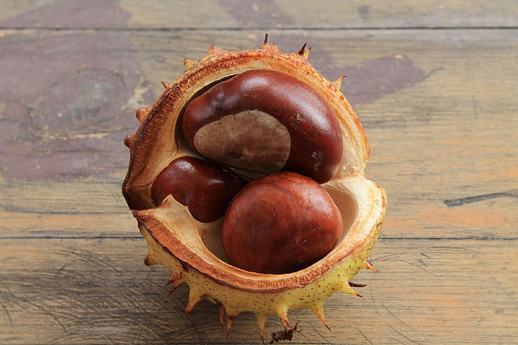 autumn mood, brown, buckeye, chestnut, chestnut fruit, open chestnut, prickly, shell, triplets, HD wallpaper