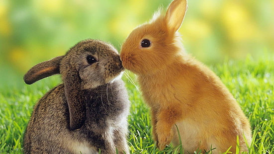 Kissing Bunnies HD, two rabbits, black, brown, bunnies, cute, grass, kissing, rabbits, HD wallpaper HD wallpaper