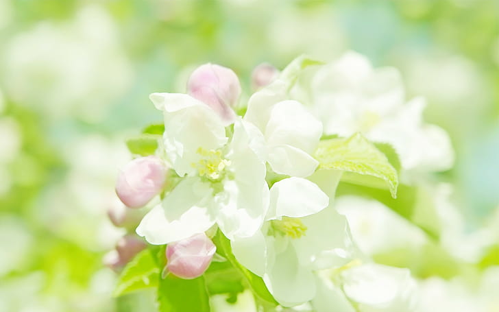 Flowers, White Flowers, Macro, Beautiful, Nature, flowers, white flowers, macro, beautiful, nature, HD wallpaper