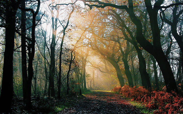 Природата гора, сутрин, есен, път, светлинни лъчи, слънце, червено цвете, черни дървета, природа, гора, сутрин, есен, път, светлина, лъчи, слънце, HD тапет