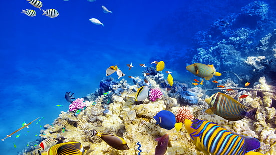 Monde sous-marin, corail, lumineux, récifs, poissons, poissons tropicaux, océan, monde sous-marin, corail, lumineux, récifs, poissons, poissons tropicaux, océan, Fond d'écran HD HD wallpaper