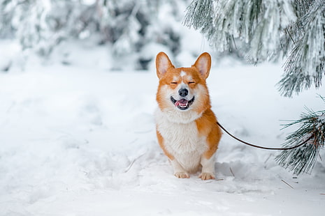 الحيوانات ، الكلب ، الطبيعة ، فصيل كورجي ، الثلج، خلفية HD HD wallpaper