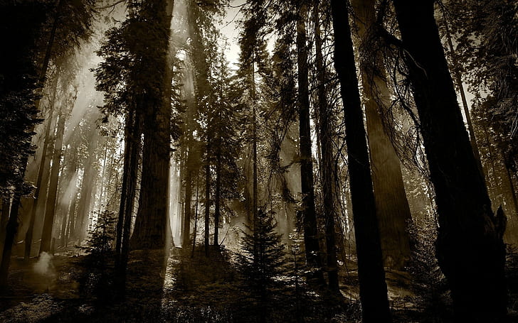 hutan, lanskap, satu warna, kabut, gelap, alam, sinar matahari, pohon, pagi, sinar matahari, Wallpaper HD