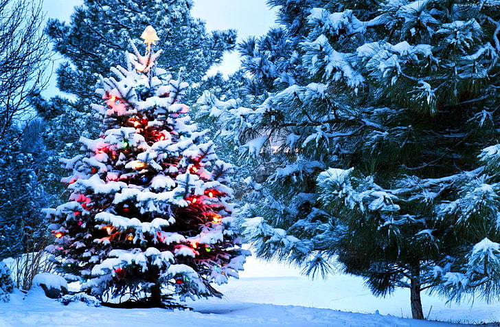 Sapin de Noël, lumières, vacances, Noël, nature, neige, arbre, Nouvel An, Père Noël, Fond d'écran HD