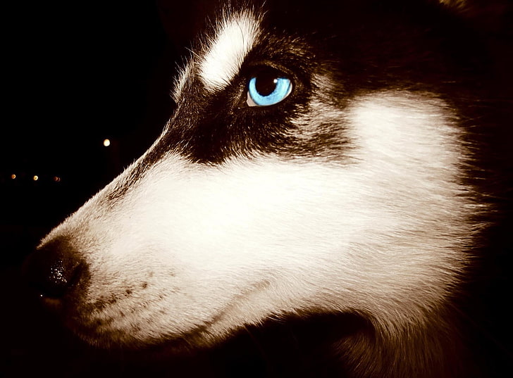 백색과 갈색 모피 직물, 시베리안 허스키, 파란 눈, 동물, 개, HD 배경 화면