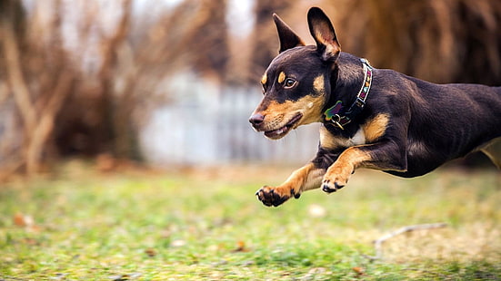 chien, race de chien, pinscher miniature, museau, herbe, courir, pinscher, Fond d'écran HD HD wallpaper