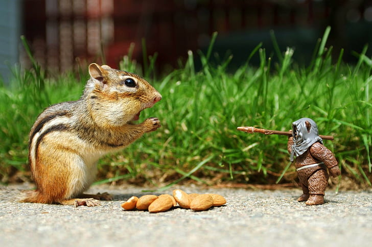 Scared Squirrel, brown and black squirrel and brown action figure, squirrel, funny, cute, scared, animals, HD wallpaper