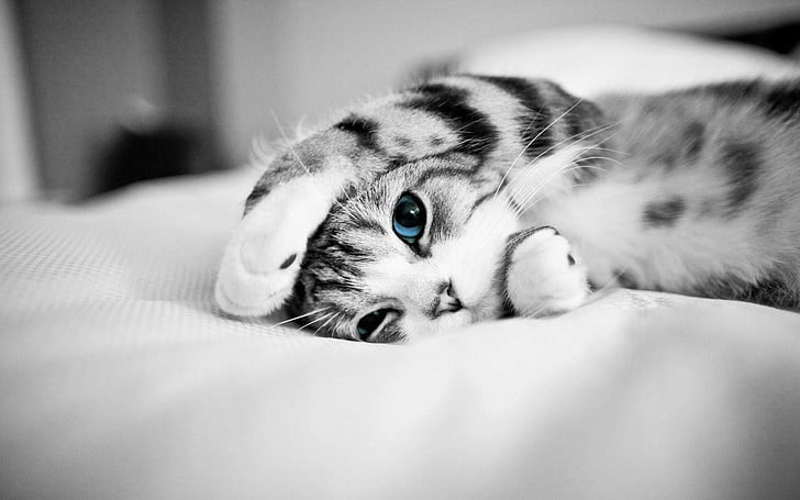 gray and black kitten, Cats, Cat, Blue Eyes, Cute, Kitten, HD wallpaper