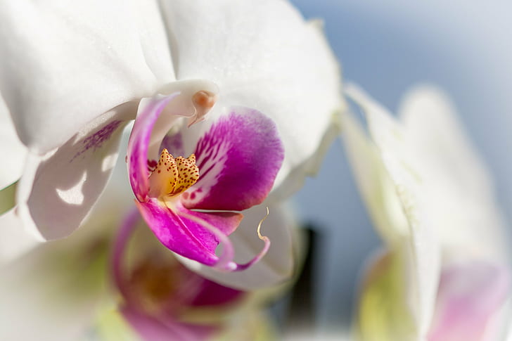 макро лилаво-бяло венчелистче, просто, макро, лилаво, бяло, венчелистче, цвете, орхидея, природа, растение, едър план, цвете Глава, розов цвят, красота в природата, единично цвете, свежест, цвят, HD тапет