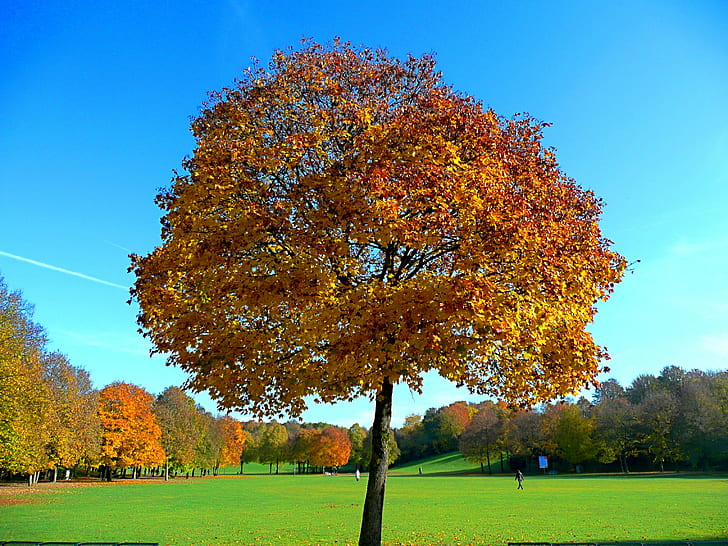 mapple tree in field, maple tree, maple tree, Colorful, Maple Tree, mapple, field  maple, maple  tree, trees, maples, botanic, reddish, Red, Downy Japanese Maple, red  leaves, flower, park, amazing, color, wonderful, black  white, black and white, outside, nature, green, area, leaf, fallen leaves, landscape, autumn, tree, yellow, season, outdoors, forest, park - Man Made Space, HD wallpaper