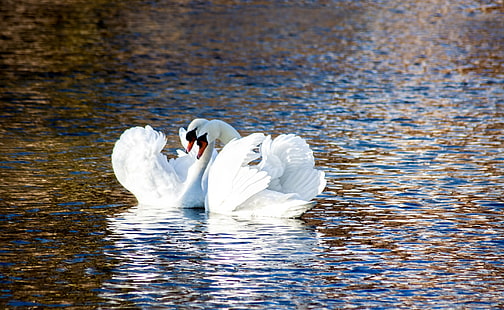 Swans Love, two white mute swans, Animals, Birds, Nature, Beautiful, Summer, Happy, Love, White, Bird, Swan, Wild, Light, Lake, Swim, Water, Wing, Pond, Pair, Animal, Plumage, Romantic, Luck, Elegant, graceful, HD wallpaper HD wallpaper