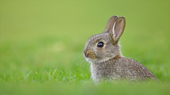 przyroda, trawa, zieleń, króliki, Tapety HD HD wallpaper