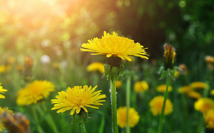ดอกไม้, ดอกไม้สีเหลือง, ดอกแดนดิไลอัน, วอลล์เปเปอร์ HD