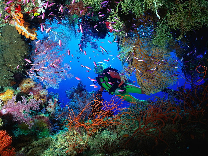 diver under the sea wallpaper, Cave, Corals, Fiji, HD wallpaper