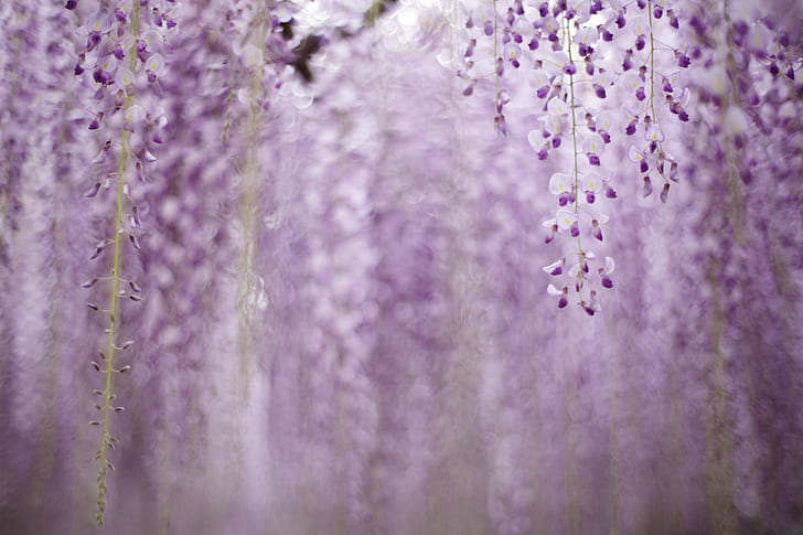 bokeh shot of purple flowers, Untitled, bokeh, shot, purple, wisteria, flower, nature, plant, close-up, HD wallpaper