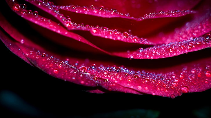 Blumen, Makro, Wassertropfen, rote Blumen, Blütenblätter, HD-Hintergrundbild