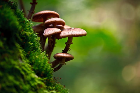 photography, bokeh, mushroom, macro, moss, depth of field, HD wallpaper HD wallpaper