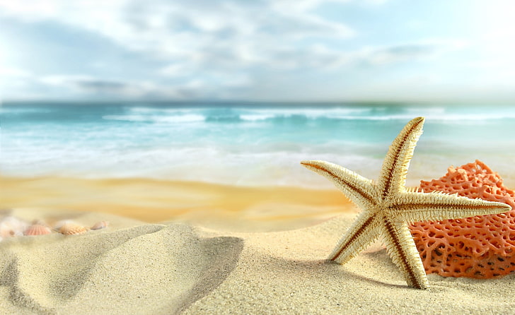 Морская звезда на пляже, белая звезда, природа, лето, песок, HD обои