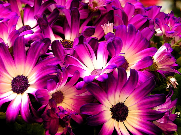 紫と白の花びらの花、ヒナギク、ヒナギク、色、ヒナギク、写真、紫、白、花、アクトン、サイネリア、自然、花、植物、花弁、花の頭、ピンク色、夏の写真、 HDデスクトップの壁紙