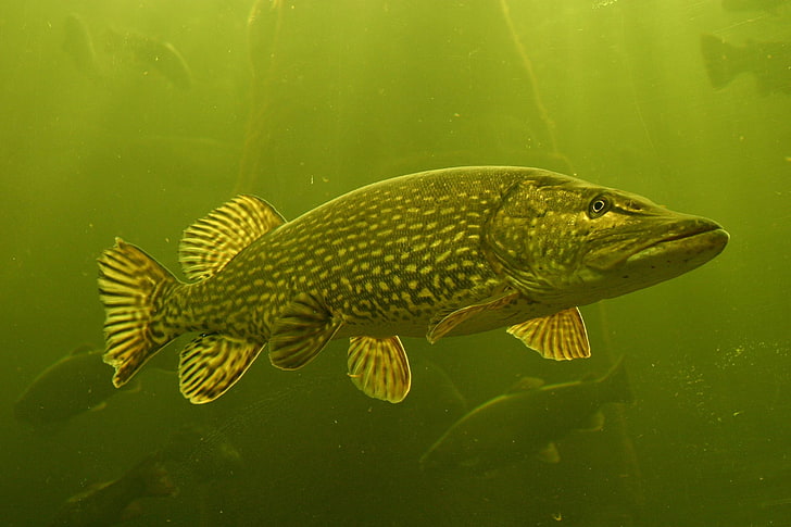 Grauer Fischschwarm unter Wasser, Hecht (Fisch), Fisch, Tiere, HD-Hintergrundbild