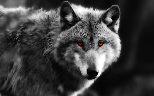 Wolf close-up, red eyes, predator, Wolf, Red, Eyes, Predator, HD wallpaper HD wallpaper