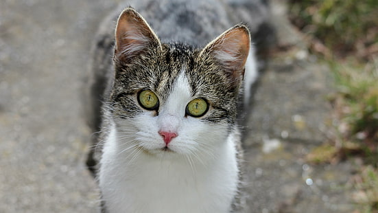 кошка, домашняя кошка, домашнее животное, домашняя короткошерстная кошка, котенок, кошачьи глаза, HD обои HD wallpaper