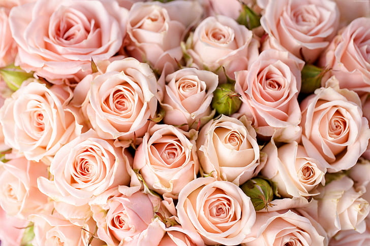 Mawar, bunga, 5k, 4k, 8k, merah muda, Wallpaper HD