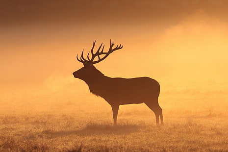 silhouette of moose, deer, animals, mammals, stags, silhouette, grass, field, orange, elk, morning, HD wallpaper HD wallpaper