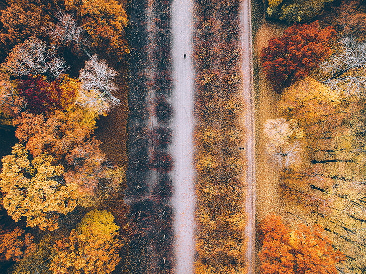 tapis marron et noir, moto, route, arbres, feuilles, vue de dessus, vue plongeante, photo de drone, Fond d'écran HD