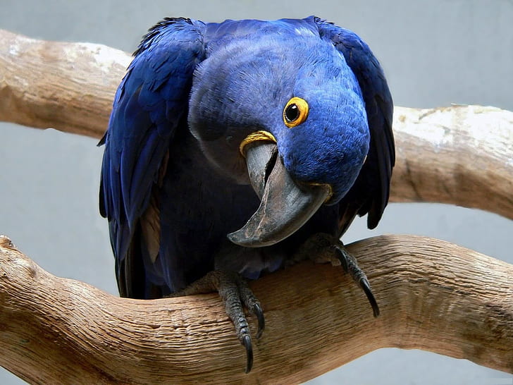 parrot, blue, beak, curious, HD wallpaper